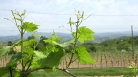 Cultura: Gibelli, progetto Collio Unesco testimonia unità territorio